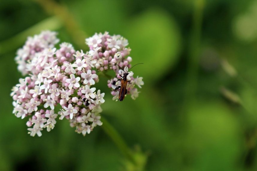 botanische Wanderung vor der eigenen Haust&uuml;r