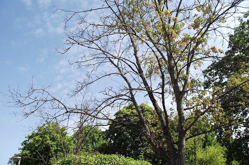 Doch an anderen Ecken des Montessori-Kindergartens sind Auswirkungen der D&uuml;rre sichtbar.