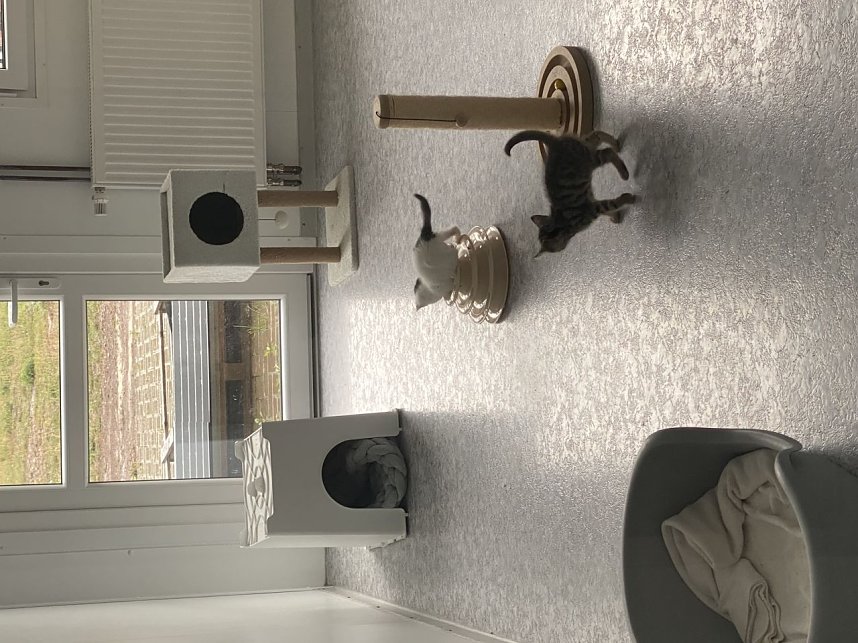 Tierheimfest in Nordhausen