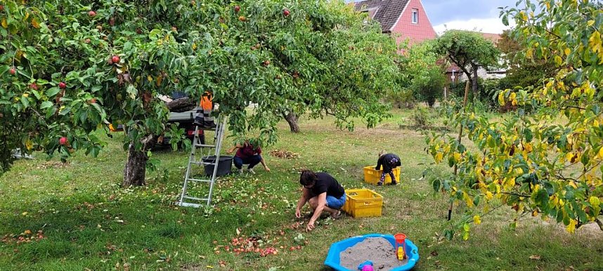 Harztor-Bauhof sammelt knapp 2000 Kilogramm Obst f&uuml;r Kita-Saft 