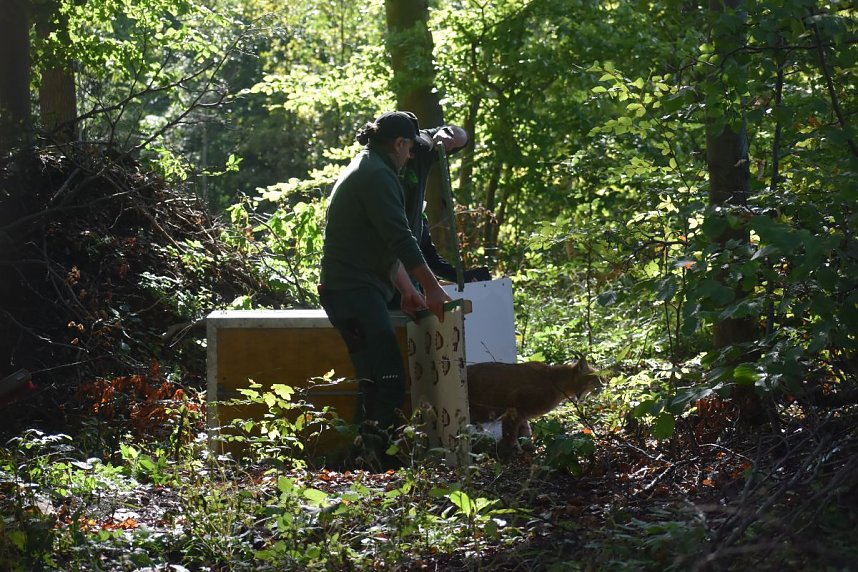 Neuank&ouml;mmling im B&auml;renpark