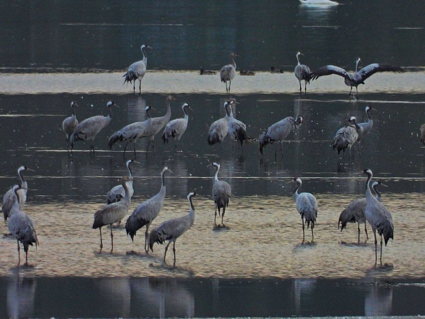 Die Kraniche sind zur&uuml;ck