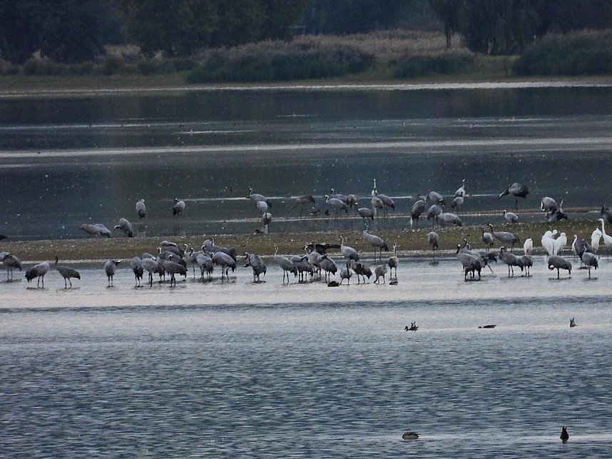 Die Kraniche sind zur&uuml;ck