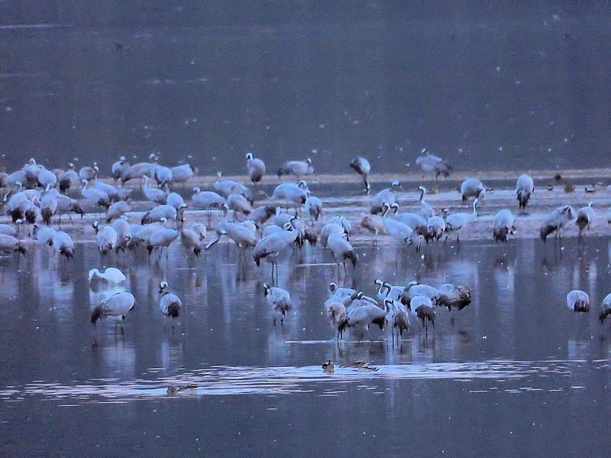 Die Kraniche sind zur&uuml;ck