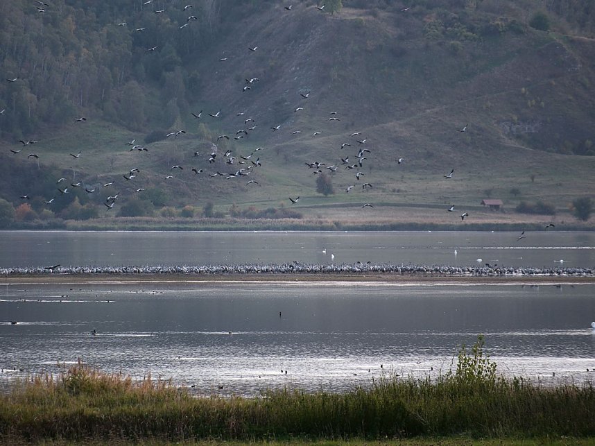 Peter Blei unter Kranichen