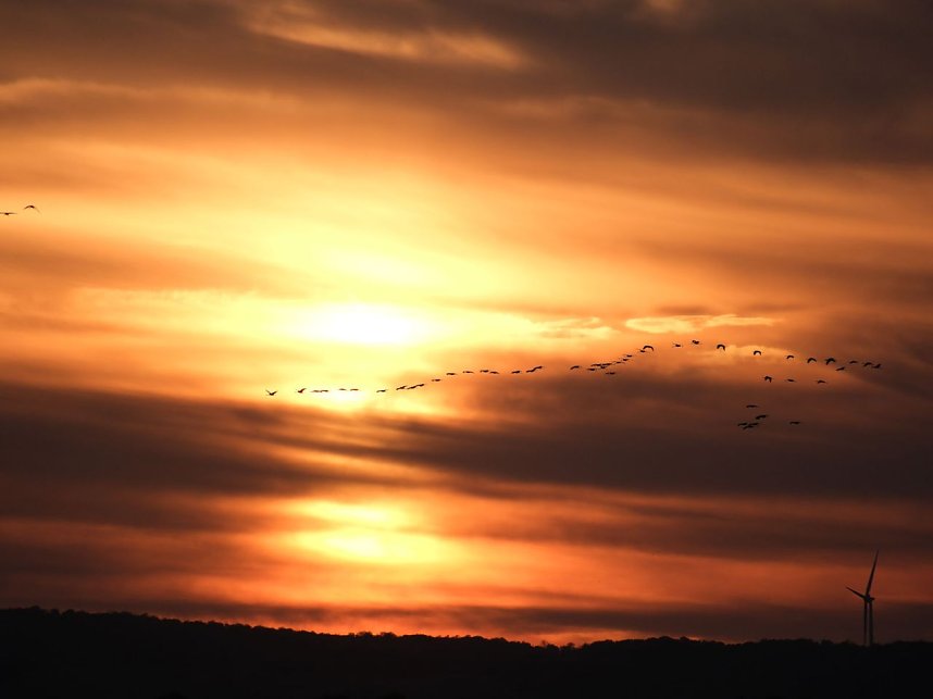 Peter Blei unter Kranichen