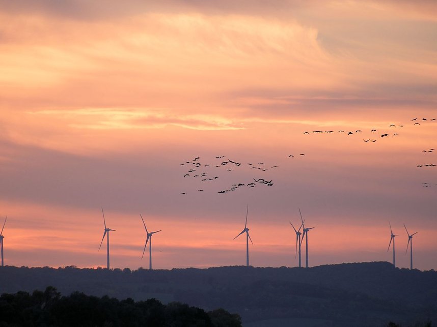 Peter Blei unter Kranichen