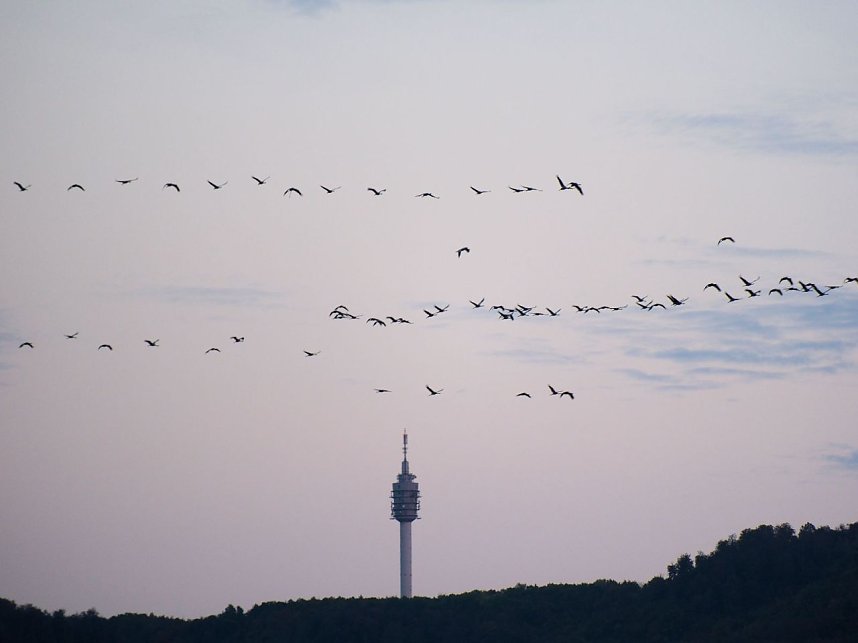 Peter Blei unter Kranichen