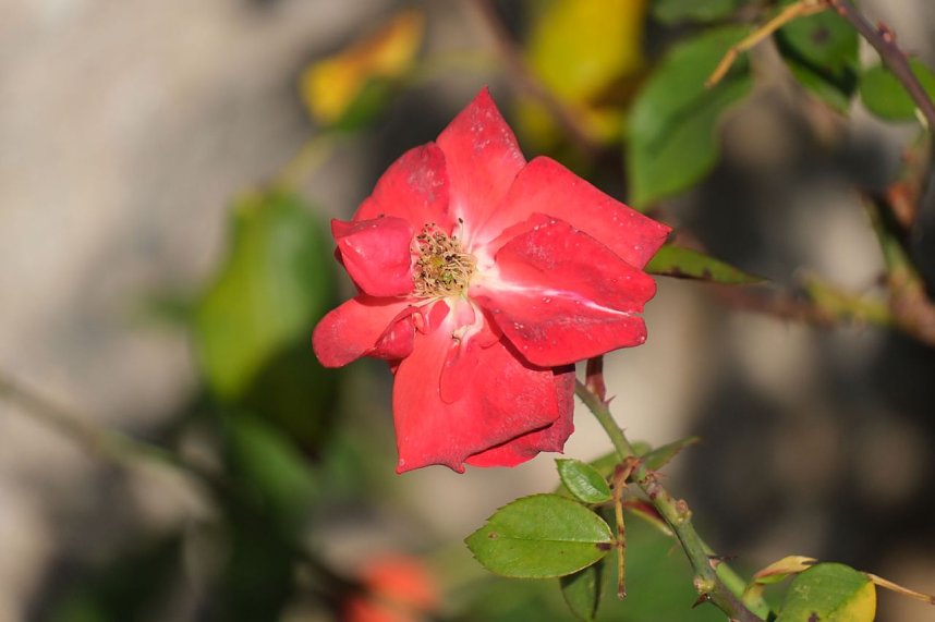 Impressionen vom Nordh&auml;user Petersberg