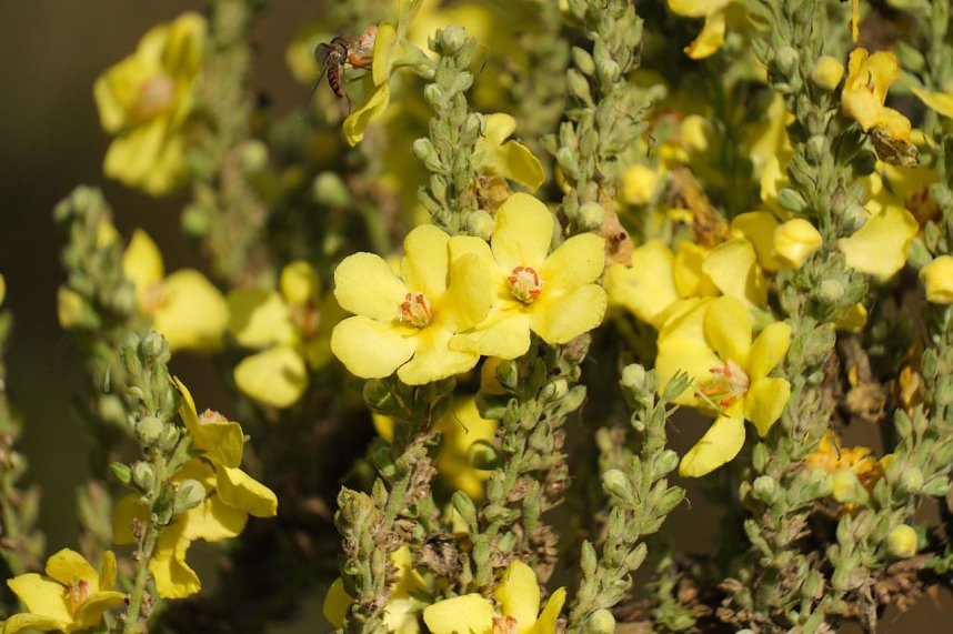 Impressionen vom Nordh&auml;user Petersberg