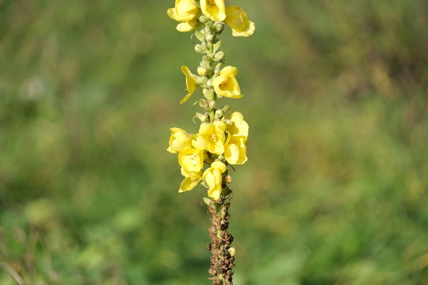 Impressionen vom Nordh&auml;user Petersberg