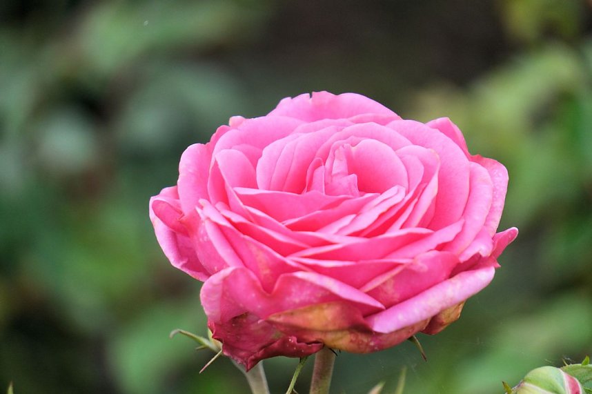 Saisonabschluss im Rosarium
