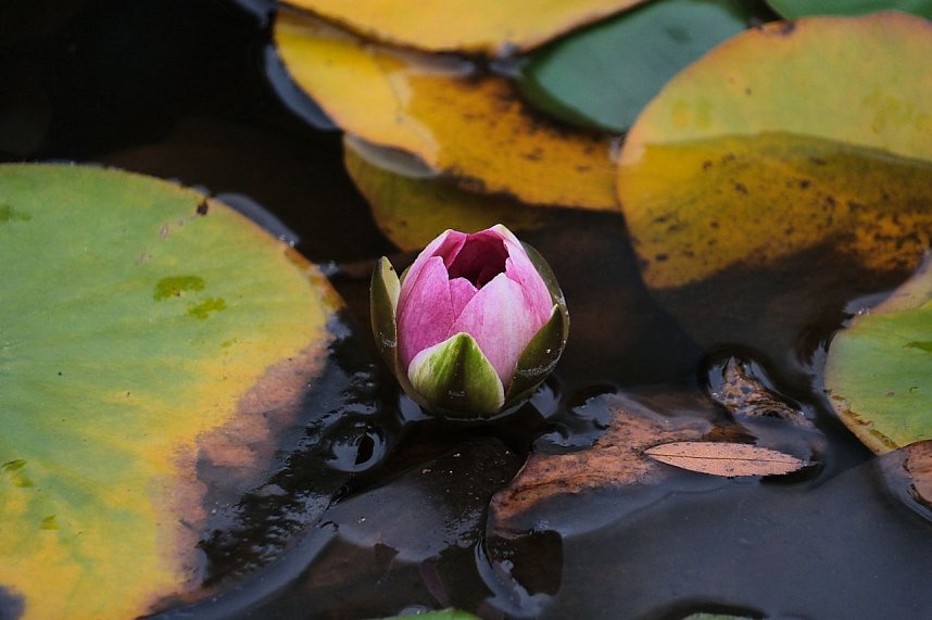 Saisonabschluss im Rosarium