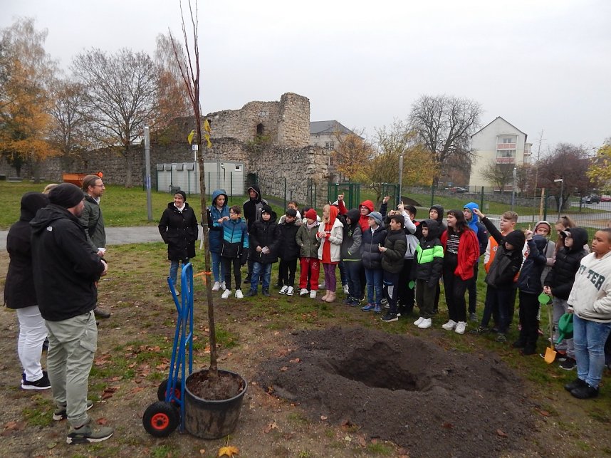 Eine Sommerlinde f&uuml;r die Petersbergschule