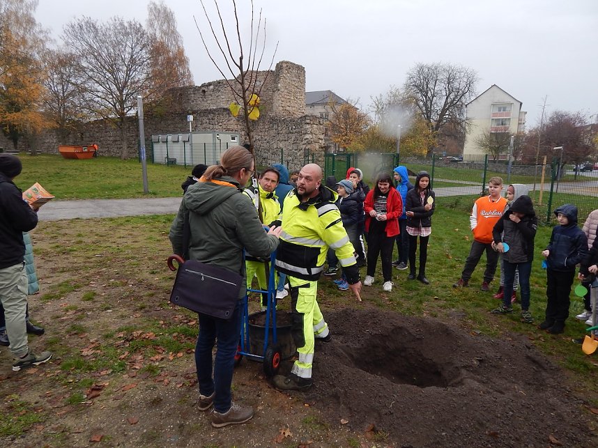 Eine Sommerlinde f&uuml;r die Petersbergschule