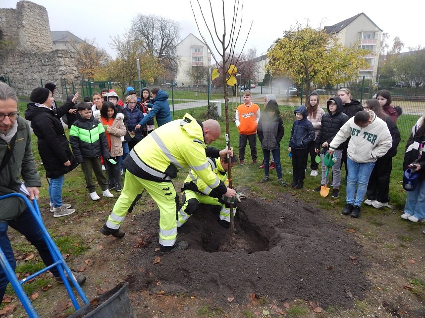 Eine Sommerlinde f&uuml;r die Petersbergschule