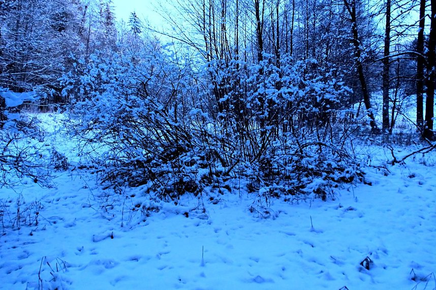 Eisige K&auml;lte im Brandesbachtal
