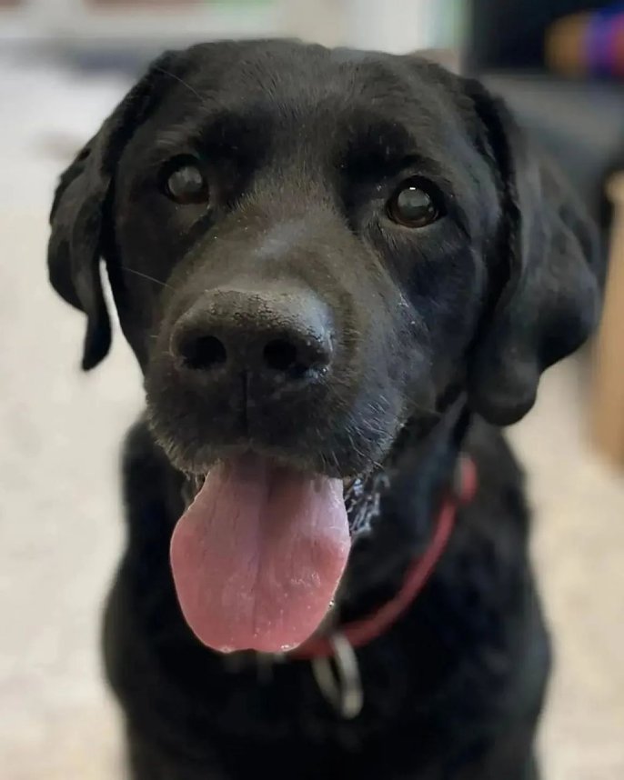 Labrador-R&uuml;de Ringo