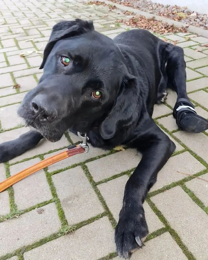 Labrador-R&uuml;de Ringo