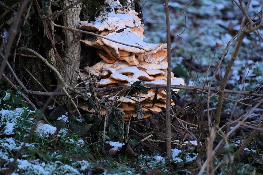 Naturwunder in der Windl&uuml;cke