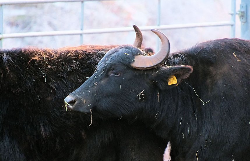 Naturwunder in der Windl&uuml;cke