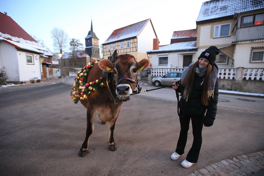 Wenn der Weihnachtsochse�durch die D&ouml;rfer zieht