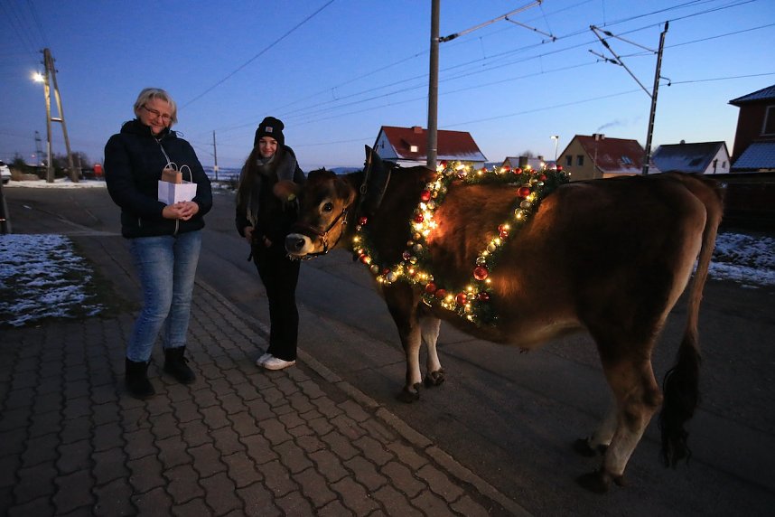 Wenn der Weihnachtsochse�durch die D&ouml;rfer zieht