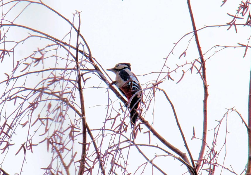 Peter Blei unterwegs in Nordhausen