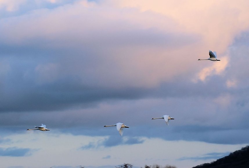 Spaziergang am Stausee Kelbra mit interessanten An- und Aussichten