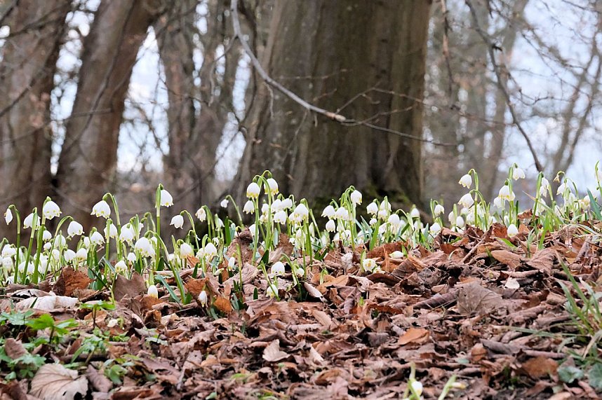 Beobachtungen im Park Hohenrode