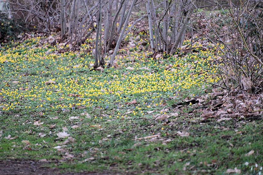 Beobachtungen im Park Hohenrode