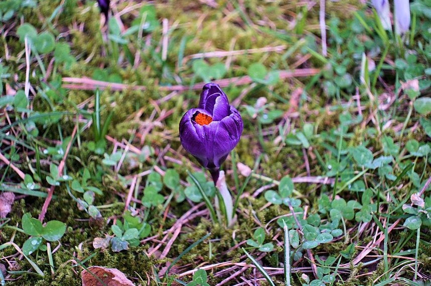 Beobachtungen im Park Hohenrode