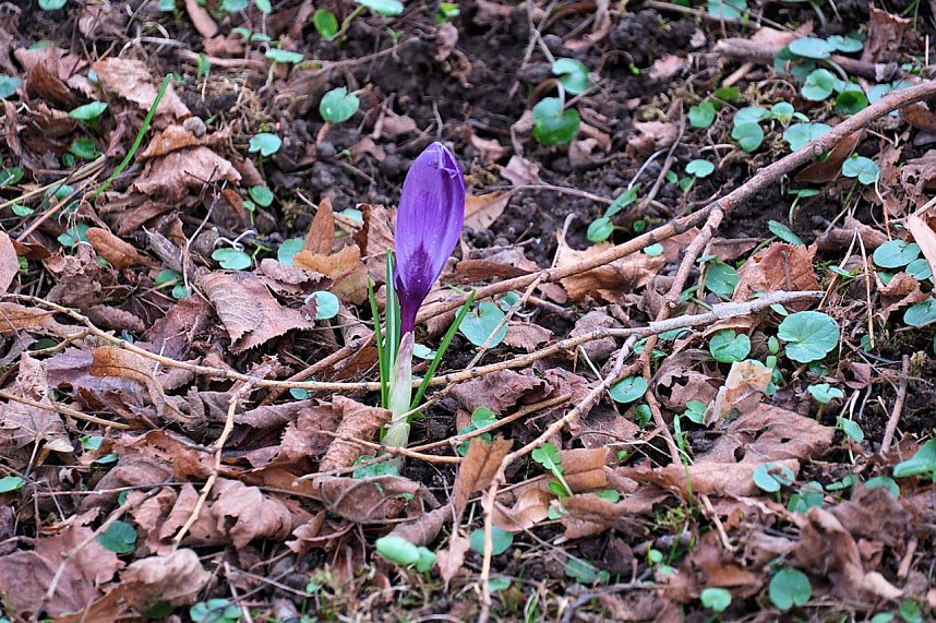 Beobachtungen im Park Hohenrode