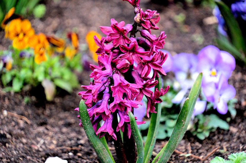 Peter Blei unterwegs auf dem Petersberg