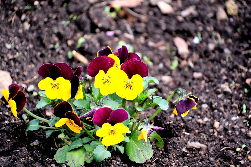 Peter Blei unterwegs auf dem Petersberg