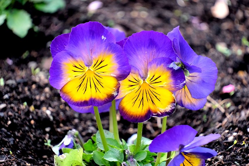 Peter Blei unterwegs auf dem Petersberg