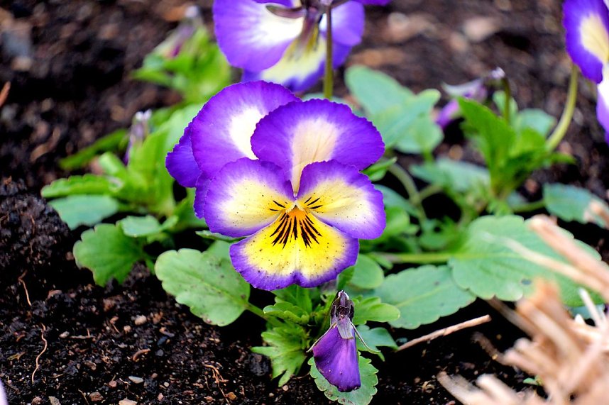 Peter Blei unterwegs auf dem Petersberg