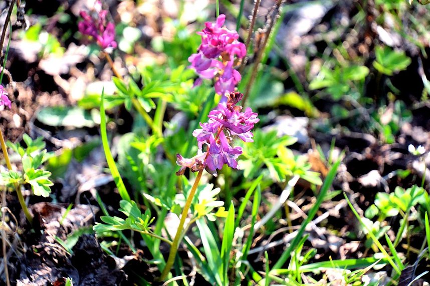 Osterspaziergang im Vorharz
