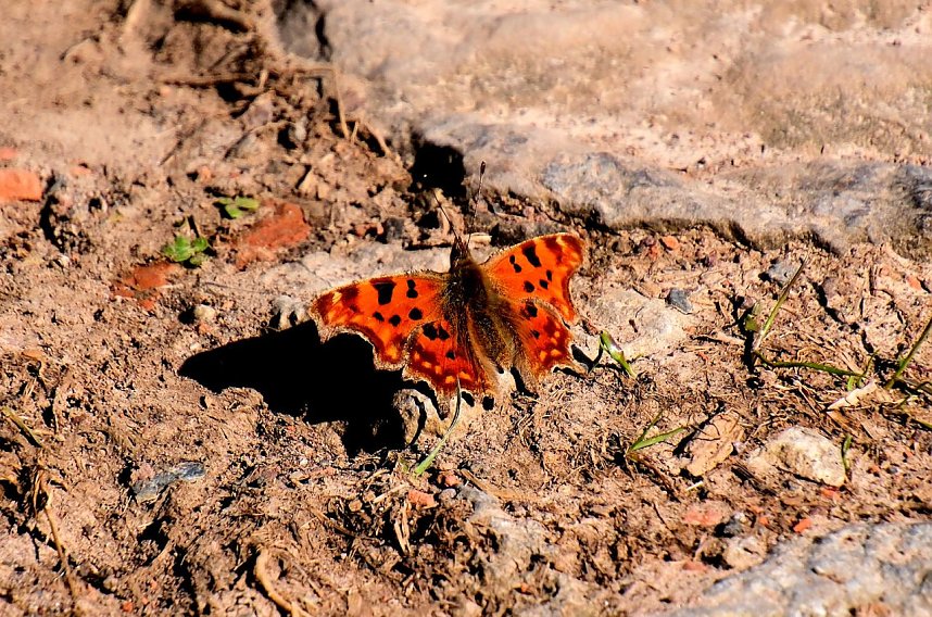 Osterspaziergang im Vorharz