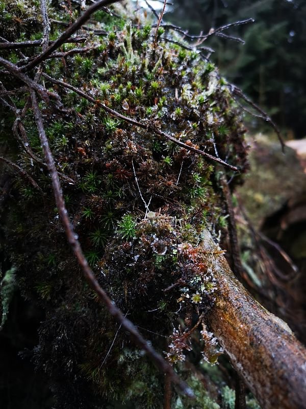 Jour Fixe im Nationalpark mit Sara Wegrzyk