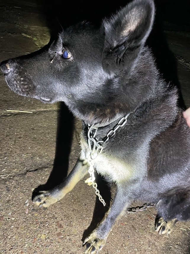 Ersch&uuml;tternde Bildbeweise von eklatanten Tierschutzvergehen