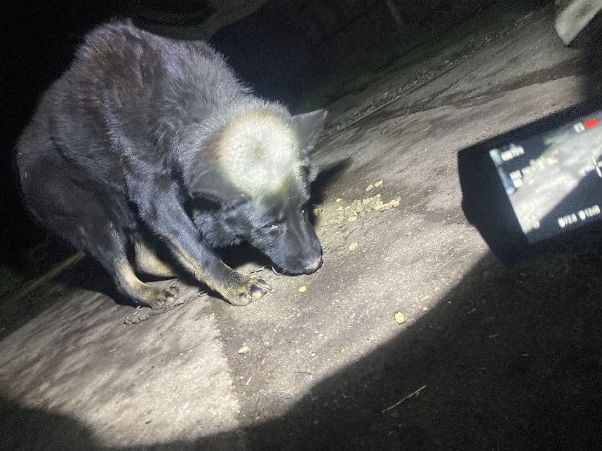 Ersch&uuml;tternde Bildbeweise von eklatanten Tierschutzvergehen
