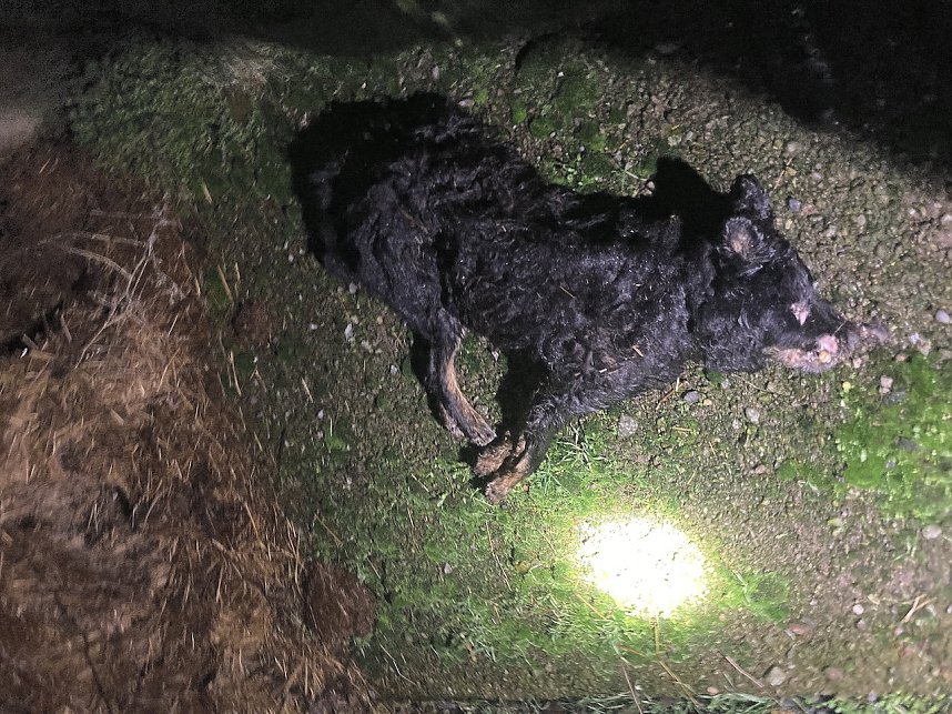 Ersch&uuml;tternde Bildbeweise von eklatanten Tierschutzvergehen