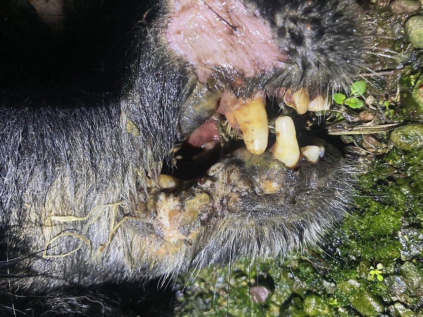 Ersch&uuml;tternde Bildbeweise von eklatanten Tierschutzvergehen