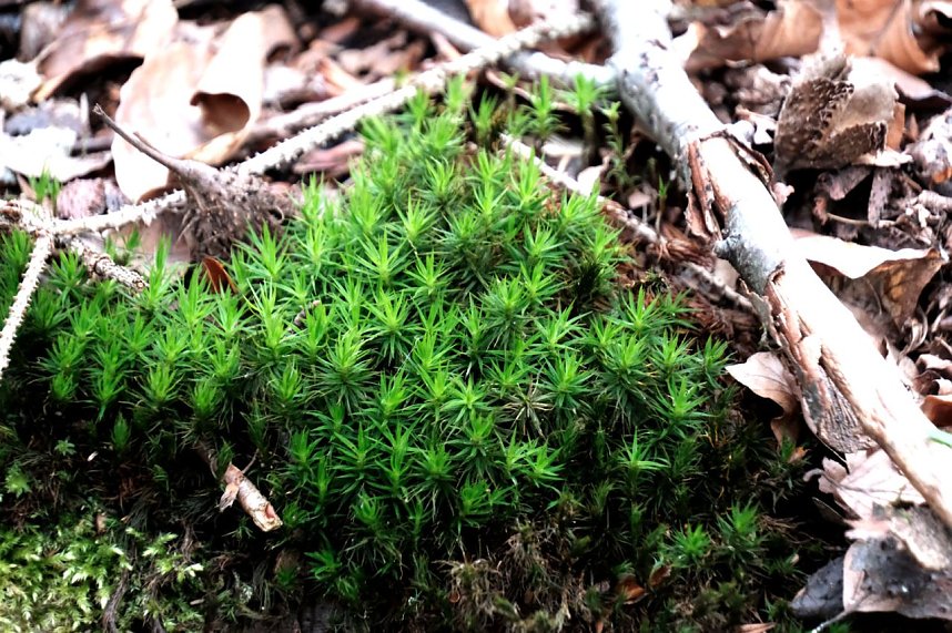 Peter Blei unterwegs in der Natur
