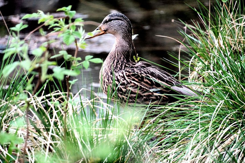 Peter Blei unterwegs in der Natur