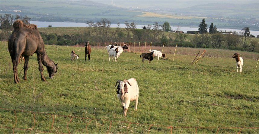 Schnappsch&uuml;sse aus der Goldenen Aue