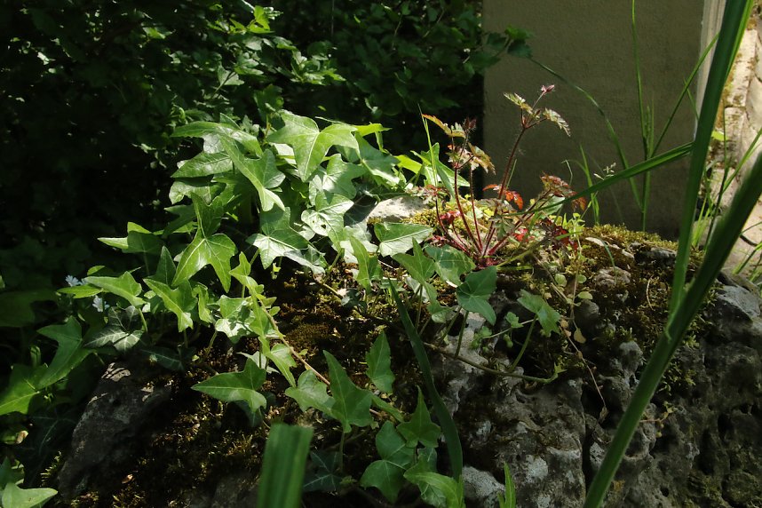 6. Heinrich-Siesmayer Ged&auml;chtnislauf im Park Hohenrode
