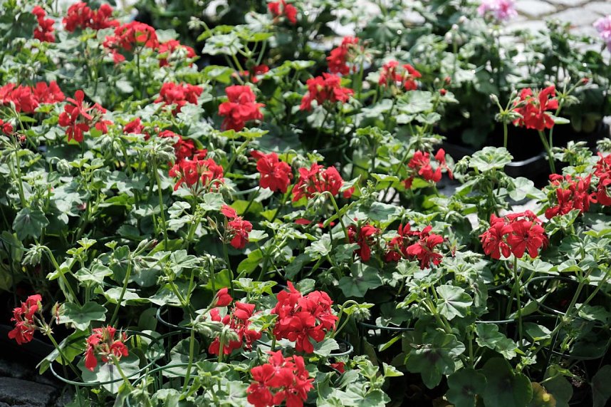 Geranienmarkt am Rathaus