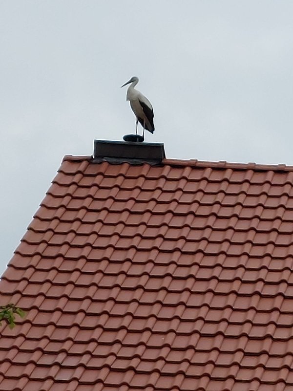 Beobachtung einer Seltenheit
